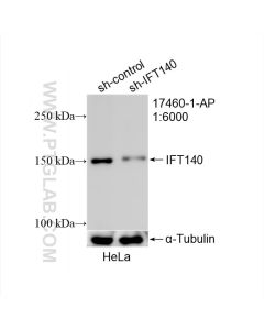 IFT140 Polyclonal antibody proteintech 17460-1-AP