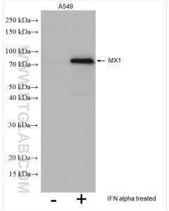 MX1 Polyclonal antibody proteintech 13750-1-AP