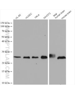 RHOA Polyclonal antibody proteintech 10749-1-AP