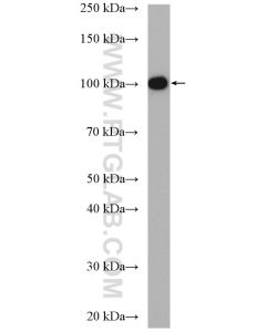 MCM3 Polyclonal antibody proteintech 15597-1-AP
