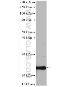 SELS Polyclonal antibody proteintech 15591-1-AP