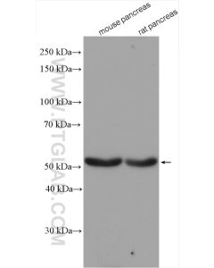 GLP1R Polyclonal antibody proteintech 26196-1-AP