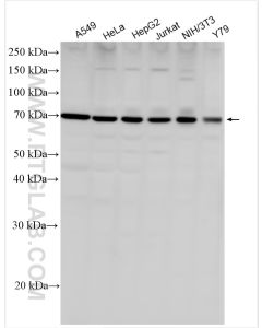 NR1D1 Polyclonal antibody proteintech 14506-1-AP