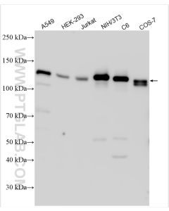 NEDD4 Polyclonal antibody proteintech 21698-1-AP