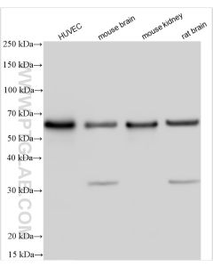 Occludin Polyclonal antibody proteintech 27260-1-AP