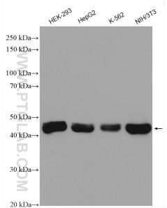 IDH2 Polyclonal antibody proteintech 15932-1-AP