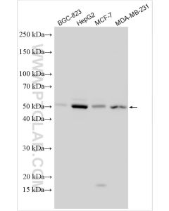 TEAD4 Polyclonal antibody proteintech 12418-1-AP