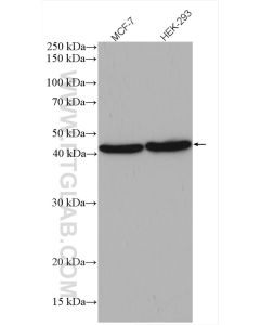 BMP7 Polyclonal antibody proteintech 12221-1-AP