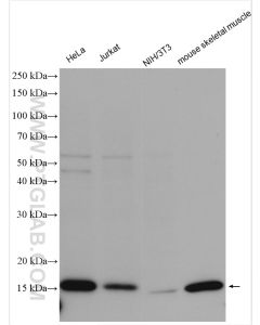 COXIV Polyclonal antibody proteintech 11242-1-AP