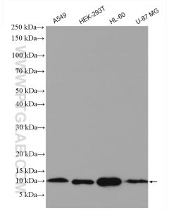 MIF Polyclonal antibody proteintech 20415-1-AP
