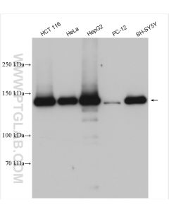 LRPPRC Polyclonal antibody proteintech 21175-1-AP