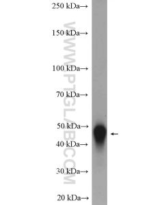 LRG1 Polyclonal antibody proteintech 13224-1-AP
