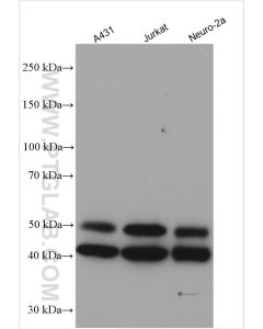 JNK Polyclonal antibody proteintech 24164-1-AP