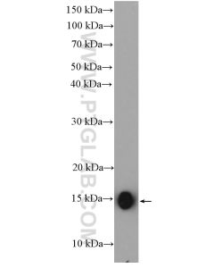 IFITM1 Polyclonal antibody proteintech 11727-3-AP