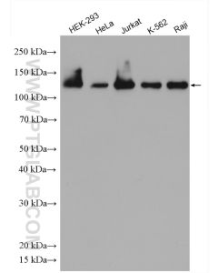 Eg5 Polyclonal antibody proteintech 23333-1-AP