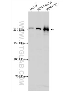 mTOR Polyclonal antibody proteintech 20657-1-AP
