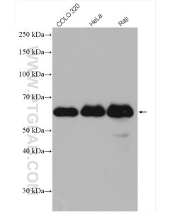 GORASP2 Polyclonal antibody proteintech 10598-1-AP