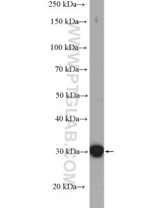 14-3-3 Epsilon Polyclonal antibody proteintech 11648-2-AP