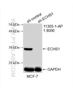 ECHS1 Polyclonal antibody proteintech 11305-1-AP