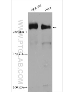 PCM1 Polyclonal antibody proteintech 19856-1-AP