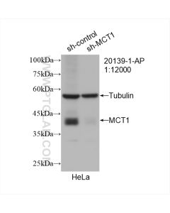 MCT1 Polyclonal antibody proteintech 20139-1-AP