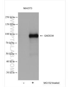 GADD34 Polyclonal antibody proteintech 10449-1-AP
