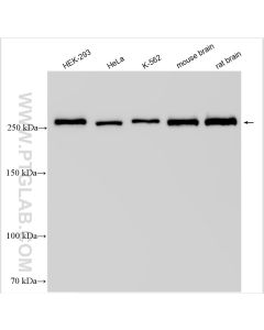 USP9X Polyclonal antibody proteintech 55054-1-AP