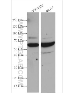 YME1L1 Polyclonal antibody proteintech 11510-1-AP