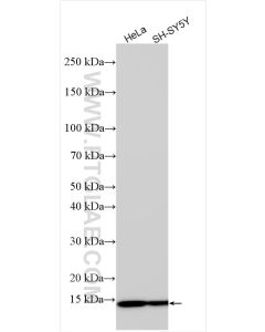 COX5A Polyclonal antibody proteintech 11448-1-AP