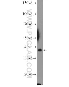 MRPL44 Polyclonal antibody proteintech 16394-1-AP