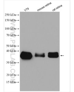 OTX2 Polyclonal antibody proteintech 13497-1-AP