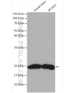 VAMP2 Polyclonal antibody proteintech 10135-1-AP