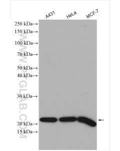 MTCO2 Polyclonal antibody proteintech 55070-1-AP