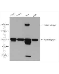 NOTCH3 Polyclonal antibody proteintech 55114-1-AP