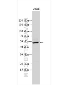 TRIML2 Polyclonal antibody proteintech 31976-1-AP