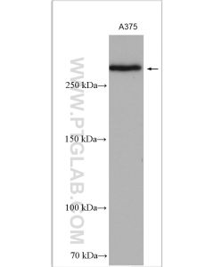 CSPG4 Polyclonal antibody proteintech 55027-1-AP