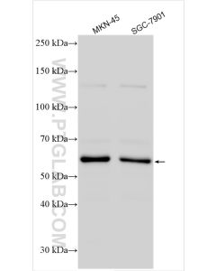 IFIT3 Polyclonal antibody proteintech 15201-1-AP