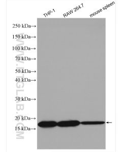 TIPE2/TNFAIP8L2 Polyclonal antibody proteintech 15940-1-AP