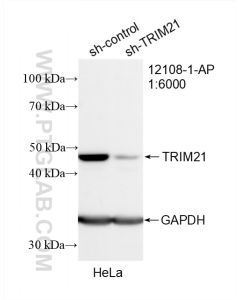 TRIM21 Polyclonal antibody proteintech 12108-1-AP