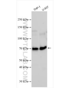 CD68 Polyclonal antibody proteintech 25747-1-AP