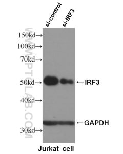 IRF3 Polyclonal antibody proteintech 11312-1-AP