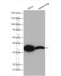 MDH2 Polyclonal antibody proteintech 15462-1-AP