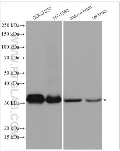 PYCR1 Polyclonal antibody proteintech 13108-1-AP