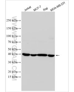 BCAT2 Polyclonal antibody proteintech 16417-1-AP