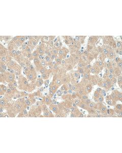 G6PC Polyclonal antibody proteintech 22169-1-AP