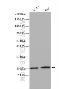 PSMB9 Polyclonal antibody proteintech 14544-1-AP