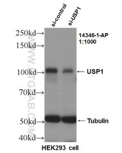 USP1 Polyclonal antibody proteintech 14346-1-AP