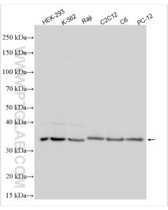 CLTA Polyclonal antibody proteintech 10852-1-AP