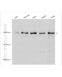TET2 Polyclonal antibody proteintech 21207-1-AP