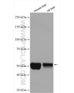 CYP2E1-Specific Polyclonal antibody proteintech 19937-1-AP